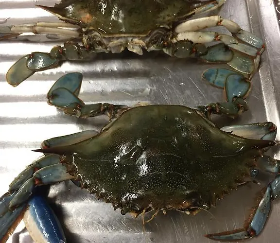 Отель Hotel Corona